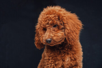 Fototapeta premium Apricot miniature poodle with curly fur posing against dark background