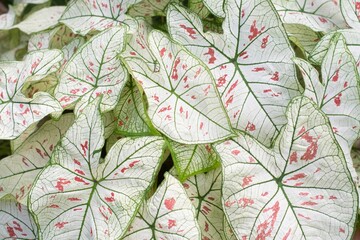 Colorful of Caladium leave background. Colorful of Fancy Leaved Caladium,dot color leaf,colorful of leaf. Fancy Leaved Caladium.  (Scientific Name:Caladium Bicolor)
