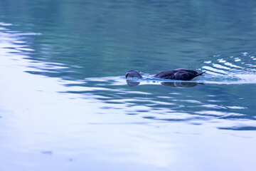 Fototapeta premium duck is swimming in a lake , Yamadaike Park Hirakata, Osaka, Japan