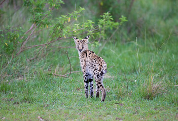 A Serval cat looking at the camera. taken in Kenya