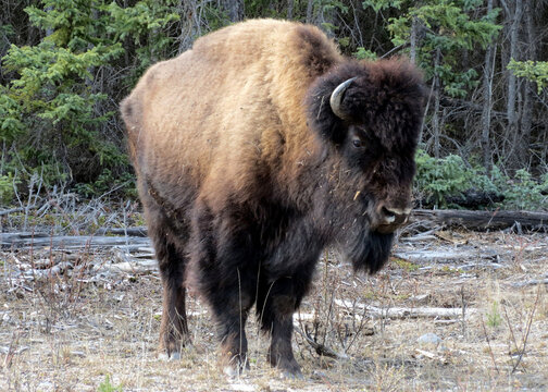 Head of American Bison family