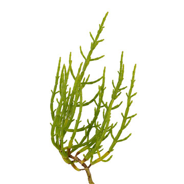 Fresh marsh samphire