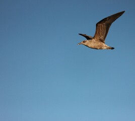 Skua in flight