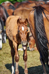 Chestnut foal yawns while showing tongue. Funny foal portrait