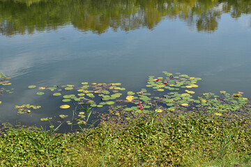 Green swamp with water lilies.