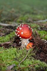 red fly agaric in the leaves of the autumn forest. Beautiful red fairytale fly agaric. Poisonous mushroom in the forest. Closeup of fly agaric mushrooms. Amanita muscaria