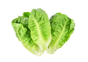 Fresh green cos lettuce isolated on white background. Top view