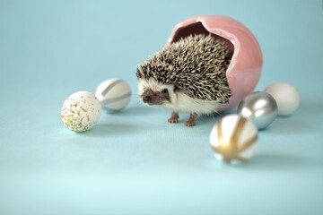 Easter background with animals. Easter holiday. Easter eggs and African pygmy white-bellied hedgehog.Hedgehog and easter eggs on a blue background