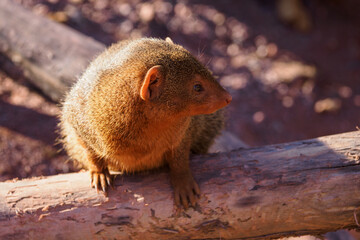 Dwarf mongoose outdoors in nature.