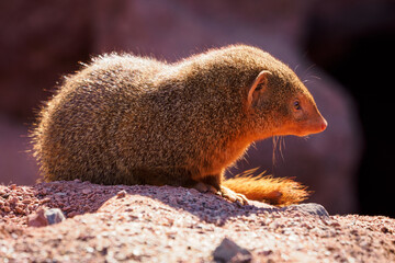 Dwarf mongoose outdoors in nature.