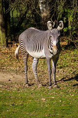 Fototapeta na wymiar Zebra standing on the ground.