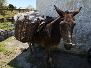 old workhorse suffered and badly treated