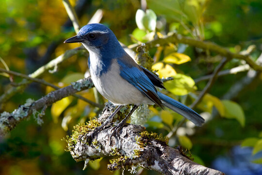 Blue Jay in Tree 01