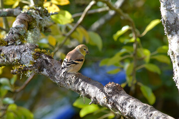 Goldfinch with Seed 01