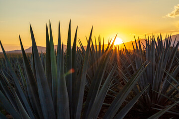 Campo de agave Tequilana wever con el que se produce tequila durante el atardecer a vista del...