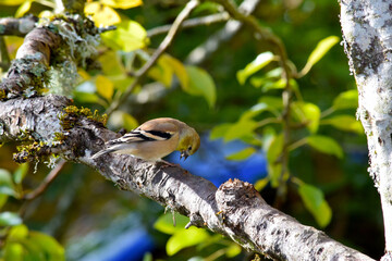 Goldfinch with Seed 02