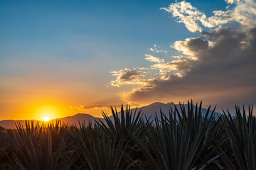 Campo de agave Tequilana wever con el que se produce tequila durante el atardecer a vista del...