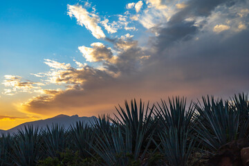Campo de agave Tequilana wever con el que se produce tequila durante el atardecer a vista del volcán de tequila