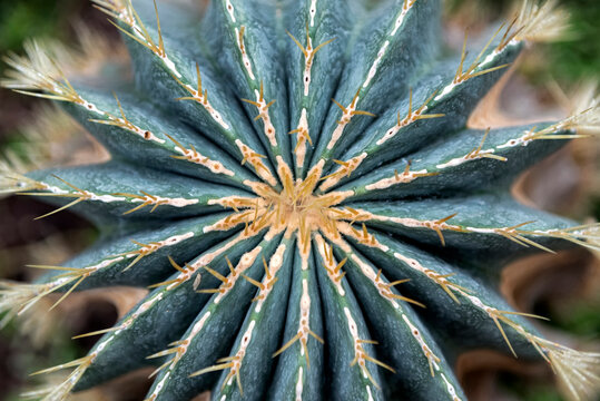 Close up of cactus Parodia magnifica