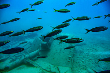 Fototapeta na wymiar Ławica Ryb, Ryby w oceanie, Pływające ryby