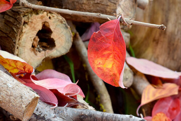 Leaf and Wood 02