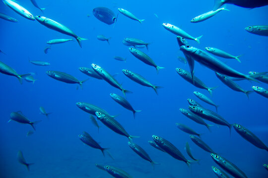 Ławica Ryb, Ryby w oceanie, Pływające ryby