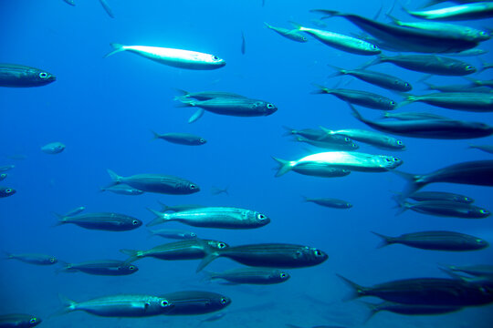 Ławica Ryb, Ryby w oceanie, Pływające ryby
