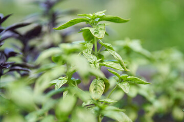 Close-up of purple and green basil growing on a flower bed in the garden, top view. Basil leaves. The fragrant seasoning grows in a garden bed. Young, freshly grown basil in the sun.High quality photo