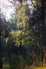 Obraz premium Beautiful autumn Nature and Landscape in the sandstone Mountains in the north Bohemia, Elbe sandstone, protected Landscape Area, Czech Republic