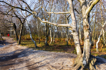 Fototapeta premium Beautiful autumn Nature and Landscape in the sandstone Mountains in the north Bohemia, Elbe sandstone, protected Landscape Area, Czech Republic