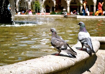 Birds on the fountain