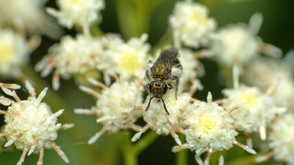 Small gold bee on a cluster of white wildflowers in Cotacachi, Ecuador