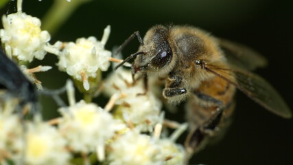 Honey bee on a cluster of white wildflowers in Cotacachi, Ecuador