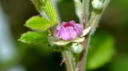 Wildflower on a wild raspberry plant in Cotacachi, Ecuador