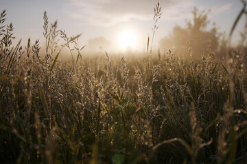 Słońce świecące na poranną ląkę, wiosenna łąka w mgle i promieniach słońca 
