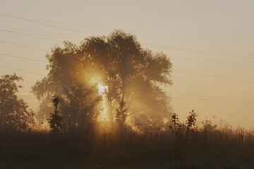 poranne promienie słońca świecące przez drzewa, promienie słońca świecące przez mgłe, poranna mgła promienie słońca na łące
