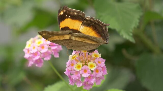 Pretty Monrch Butterfly flying from flower to flower during sunny day outside in nature - Slow motion macro shot