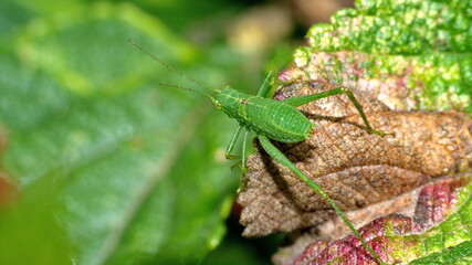 Green katydid on a leaf in Cotacachi, Ecuador