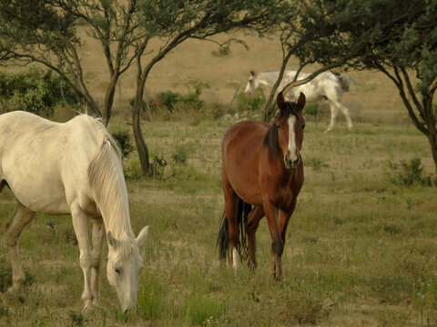 horses  Fotos de caballos, Fotografía de caballos, Caballos imagenes