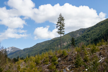 Lonley tree on the side of the mountain on a spring day