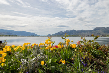 spring flowers at Osoyoos Lake on a cloudy day in Canada
