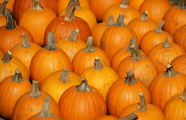 pumpkin harvest in autumn season