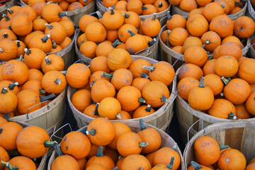 colorful pumpkins in baskets at farm in autumn harvest season