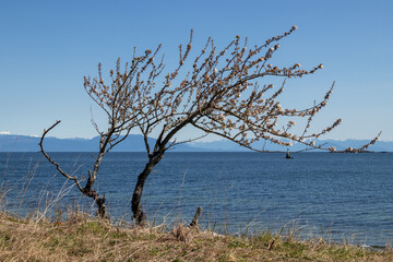 tree with spring blossoms beside the sea