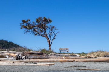 an empty park bench beside a tree at the beach