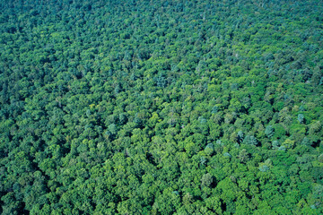 Fototapeta na wymiar Top view of the forest.