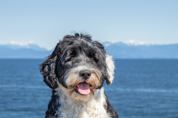 portrait of a dog beside the sea
