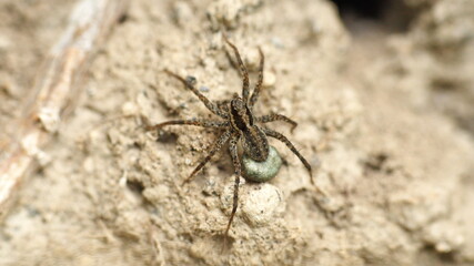 Wolf spider with an egg sack in Cotacachi, Ecuador