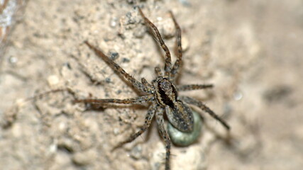 Wolf spider with an egg sack in Cotacachi, Ecuador