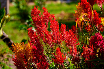 Red and yellow Celosia cristata flower with sunlight in the morning
